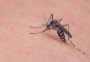 Confirmada a segunda morte por dengue no Rio